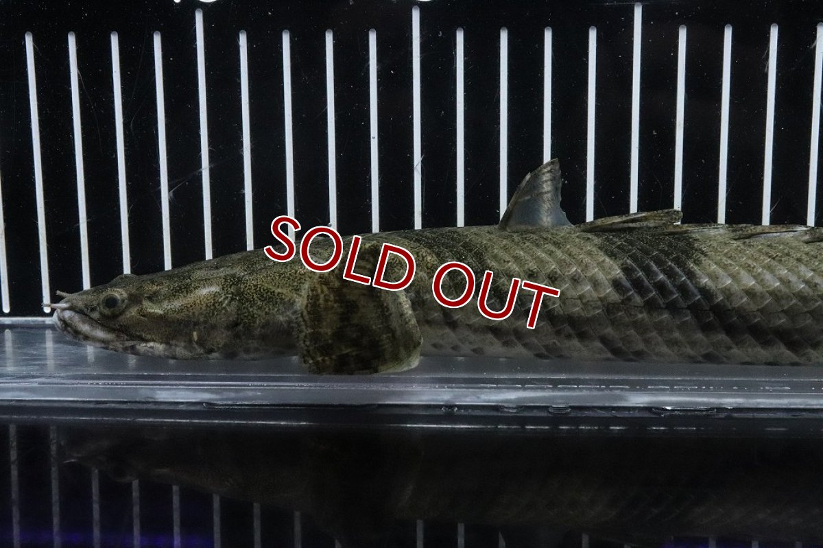 画像2: 【淡水魚】【通販】No5 オス ポリプテルス エンドリケリー YEWA産 ワイルド【個体販売】(±34cm)(大型魚)(生体)(熱帯魚)NKO (2)