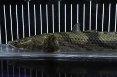 画像2: 【淡水魚】【通販】No5 オス ポリプテルス エンドリケリー YEWA産 ワイルド【個体販売】(±34cm)(大型魚)(生体)(熱帯魚)NKO (2)