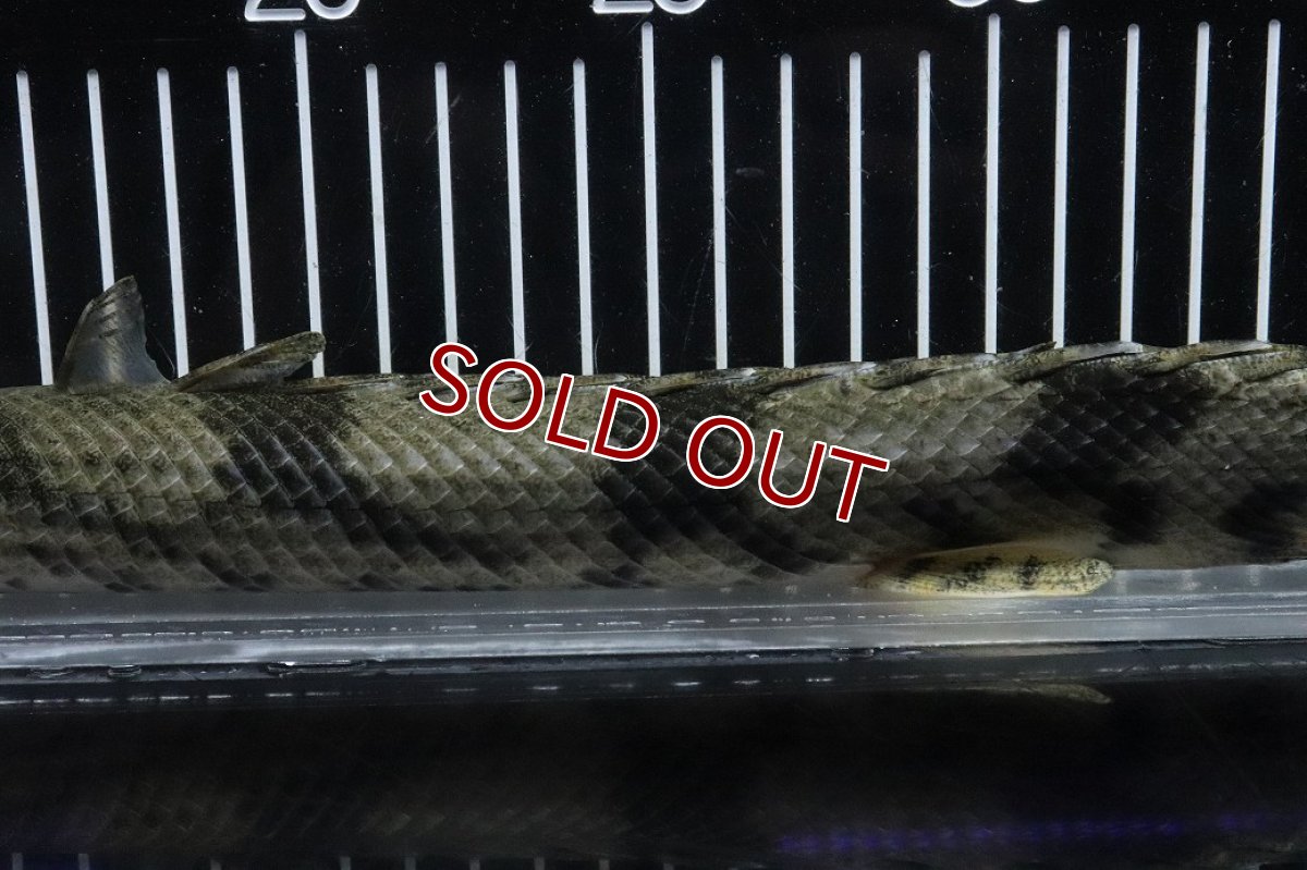 画像3: 【淡水魚】【通販】No5 オス ポリプテルス エンドリケリー YEWA産 ワイルド【個体販売】(±34cm)(大型魚)(生体)(熱帯魚)NKO (3)