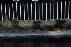 画像3: 【淡水魚】【通販】No5 オス ポリプテルス エンドリケリー YEWA産 ワイルド【個体販売】(±34cm)(大型魚)(生体)(熱帯魚)NKO (3)