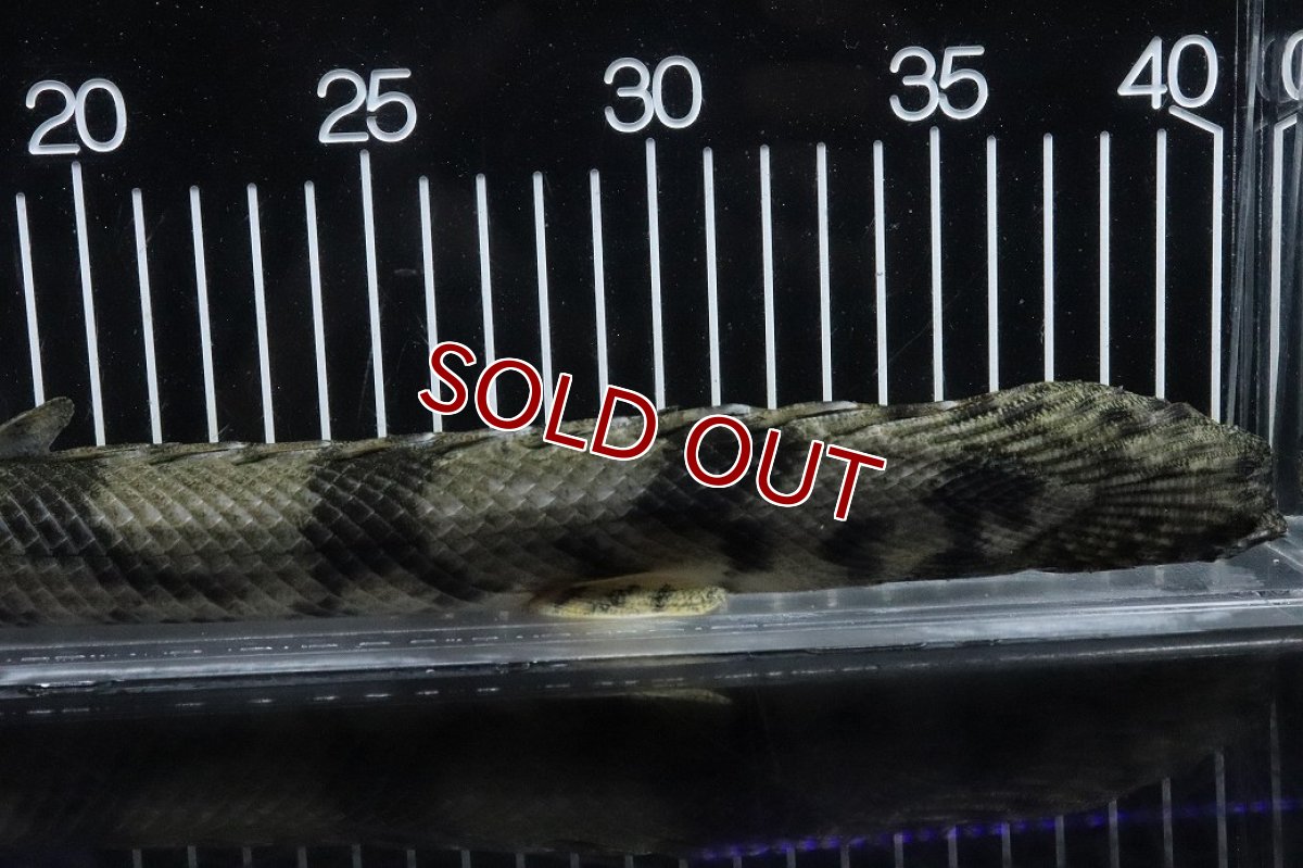 画像4: 【淡水魚】【通販】No5 オス ポリプテルス エンドリケリー YEWA産 ワイルド【個体販売】(±34cm)(大型魚)(生体)(熱帯魚)NKO (4)