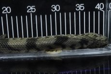 画像4: 【淡水魚】【通販】No5 オス ポリプテルス エンドリケリー YEWA産 ワイルド【個体販売】(±34cm)(大型魚)(生体)(熱帯魚)NKO (4)