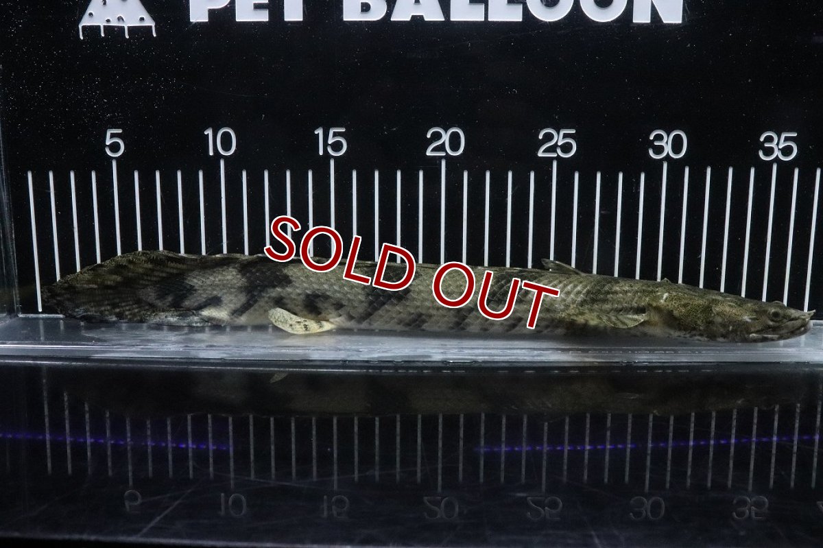 画像5: 【淡水魚】【通販】No5 オス ポリプテルス エンドリケリー YEWA産 ワイルド【個体販売】(±34cm)(大型魚)(生体)(熱帯魚)NKO (5)