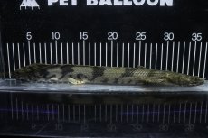 画像5: 【淡水魚】【通販】No5 オス ポリプテルス エンドリケリー YEWA産 ワイルド【個体販売】(±34cm)(大型魚)(生体)(熱帯魚)NKO (5)