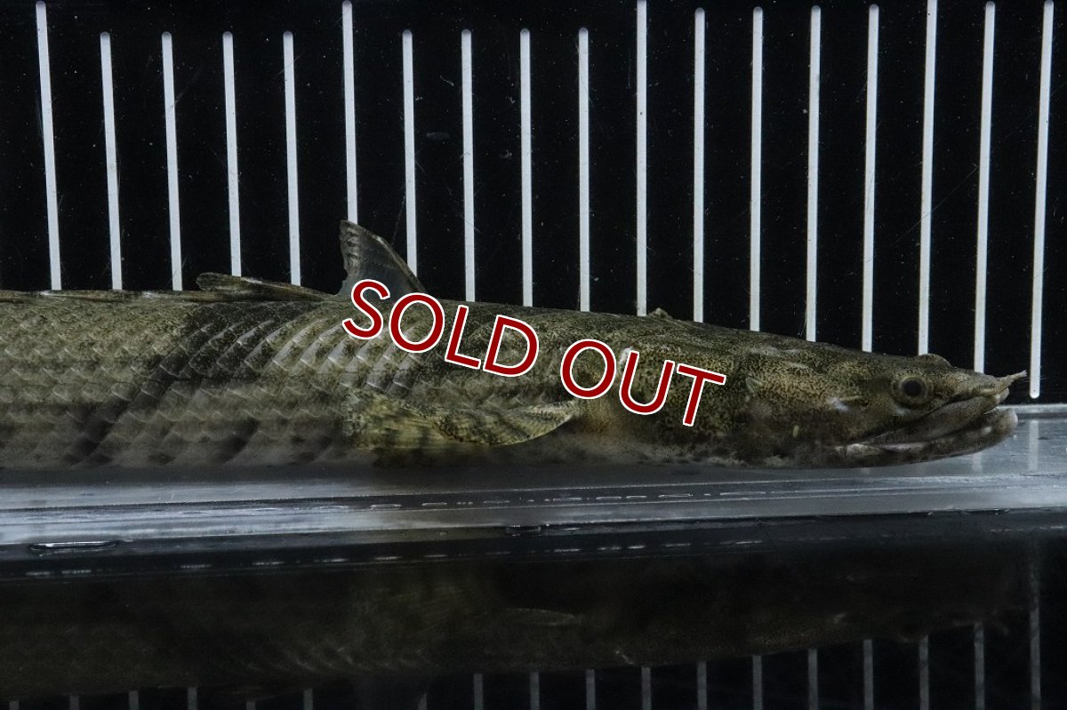 画像6: 【淡水魚】【通販】No5 オス ポリプテルス エンドリケリー YEWA産 ワイルド【個体販売】(±34cm)(大型魚)(生体)(熱帯魚)NKO (6)