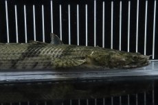 画像6: 【淡水魚】【通販】No5 オス ポリプテルス エンドリケリー YEWA産 ワイルド【個体販売】(±34cm)(大型魚)(生体)(熱帯魚)NKO (6)