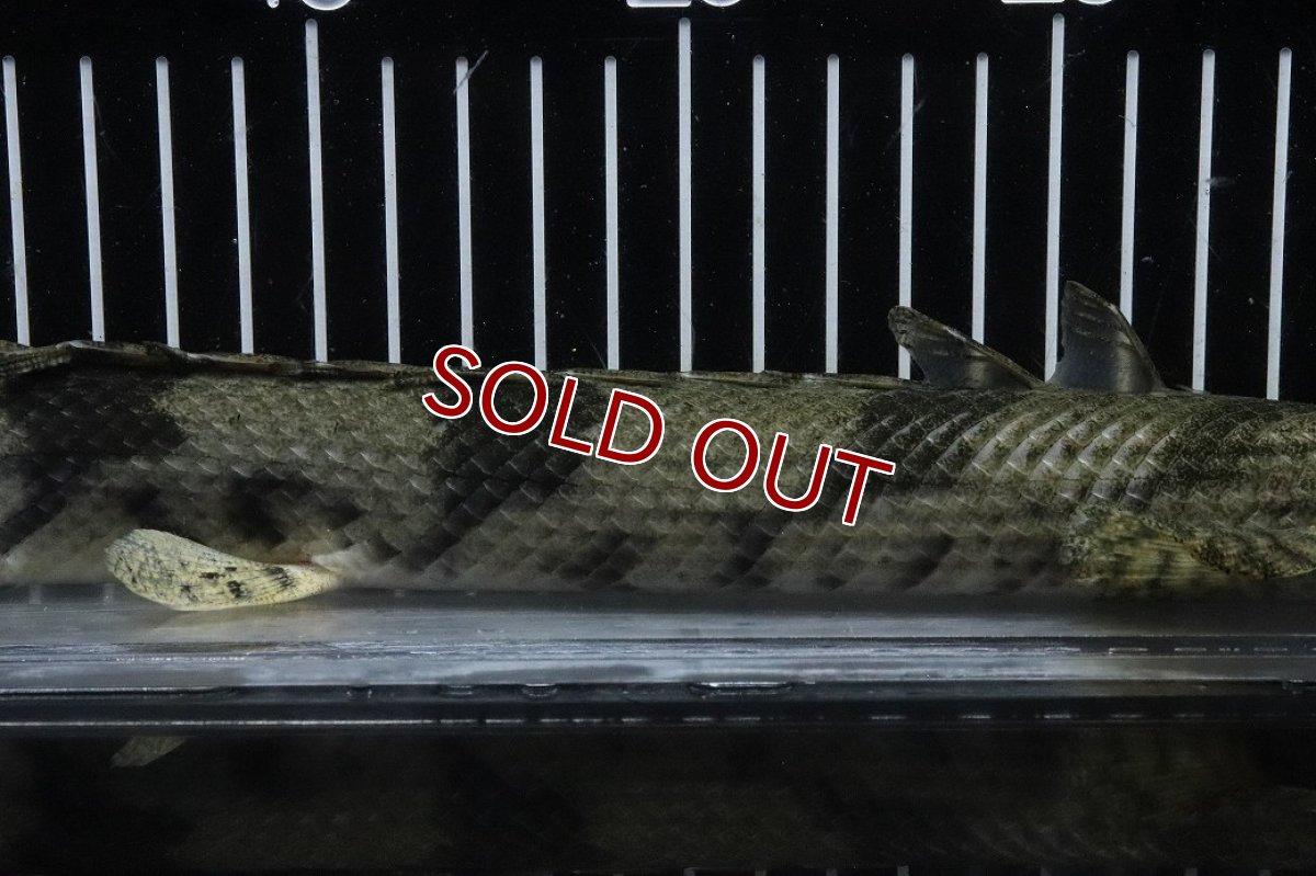 画像7: 【淡水魚】【通販】No5 オス ポリプテルス エンドリケリー YEWA産 ワイルド【個体販売】(±34cm)(大型魚)(生体)(熱帯魚)NKO (7)