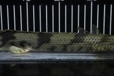 画像7: 【淡水魚】【通販】No5 オス ポリプテルス エンドリケリー YEWA産 ワイルド【個体販売】(±34cm)(大型魚)(生体)(熱帯魚)NKO (7)