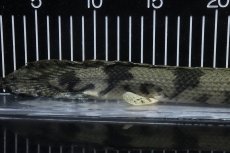 画像8: 【淡水魚】【通販】No5 オス ポリプテルス エンドリケリー YEWA産 ワイルド【個体販売】(±34cm)(大型魚)(生体)(熱帯魚)NKO (8)