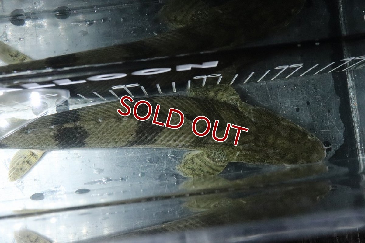 画像9: 【淡水魚】【通販】No5 オス ポリプテルス エンドリケリー YEWA産 ワイルド【個体販売】(±34cm)(大型魚)(生体)(熱帯魚)NKO (9)