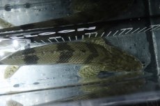 画像9: 【淡水魚】【通販】No5 オス ポリプテルス エンドリケリー YEWA産 ワイルド【個体販売】(±34cm)(大型魚)(生体)(熱帯魚)NKO (9)