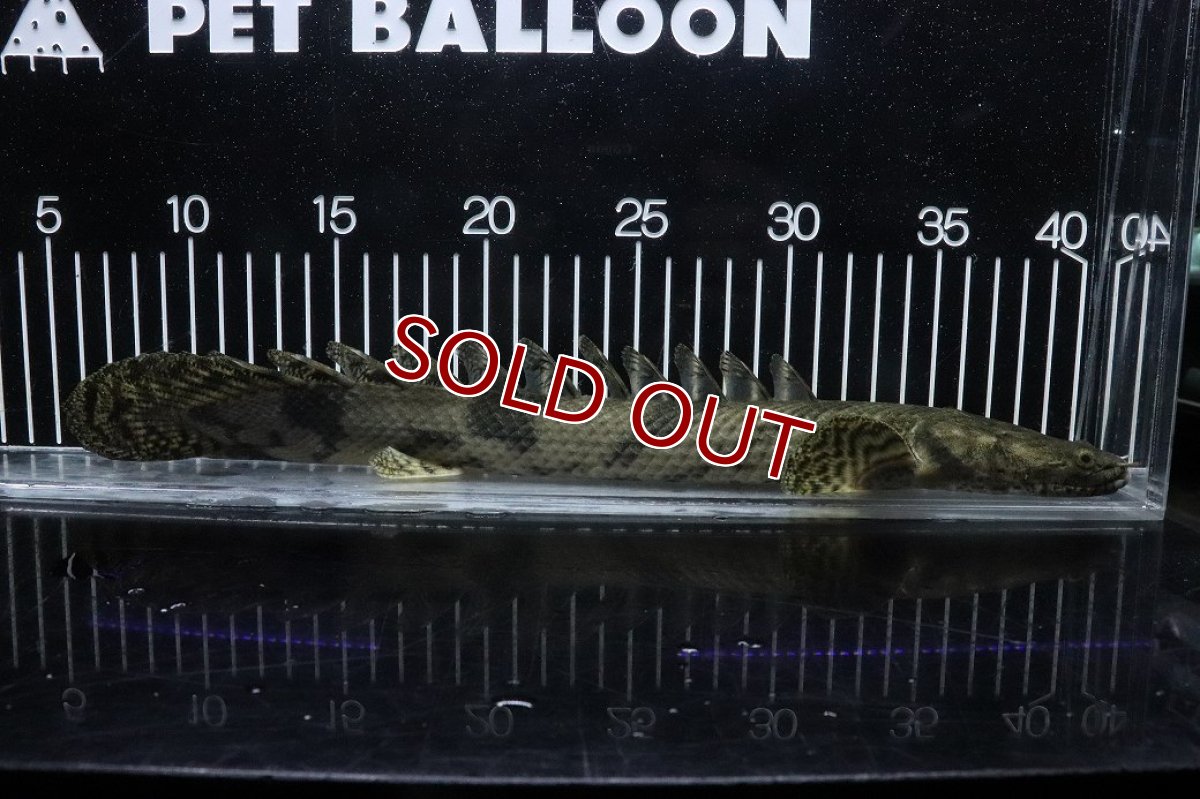 画像1: 【淡水魚】【通販】No6 オス ポリプテルス エンドリケリー YEWA産 ワイルド【個体販売】(±34cm)(大型魚)(生体)(熱帯魚)NKO (1)