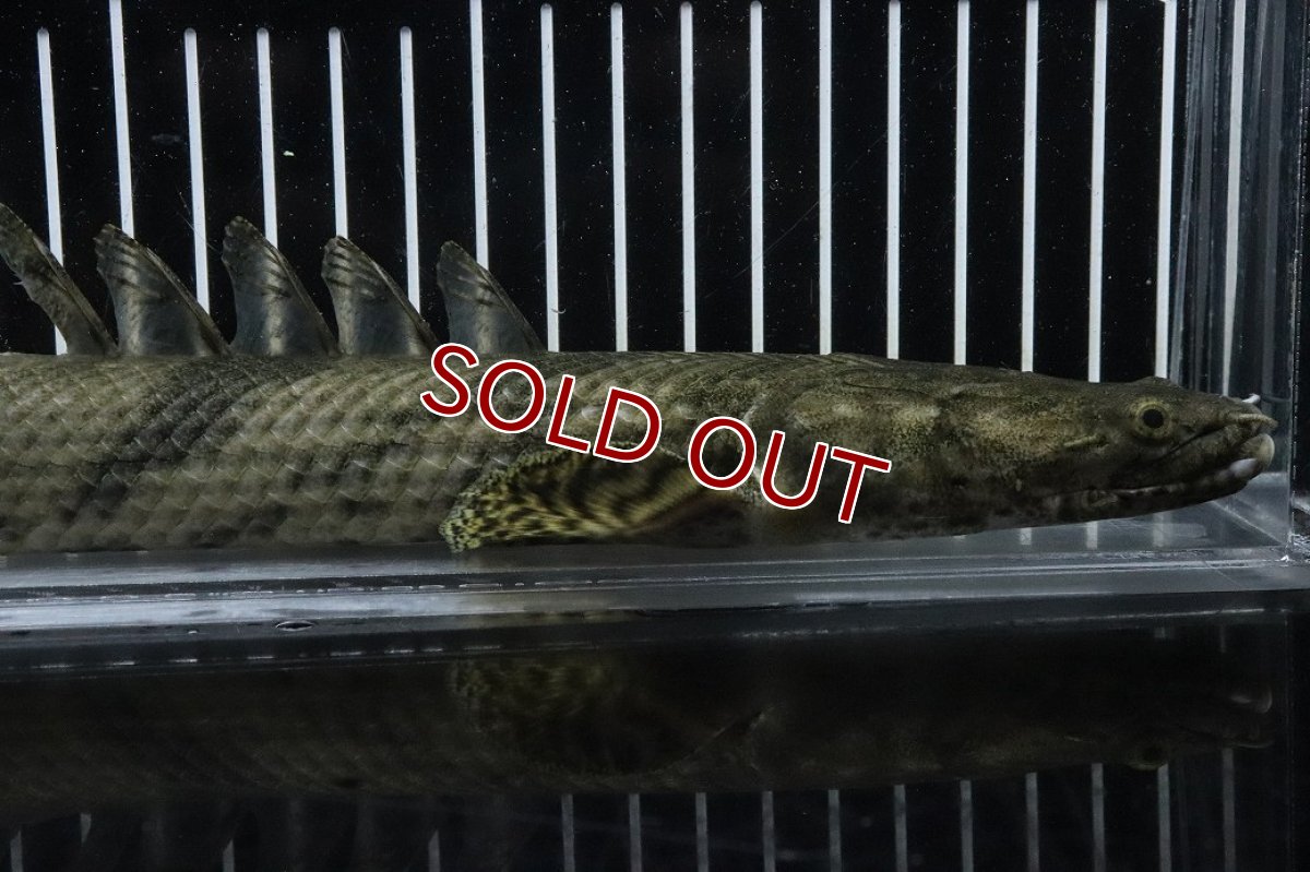 画像2: 【淡水魚】【通販】No6 オス ポリプテルス エンドリケリー YEWA産 ワイルド【個体販売】(±34cm)(大型魚)(生体)(熱帯魚)NKO (2)