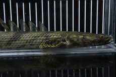 画像2: 【淡水魚】【通販】No6 オス ポリプテルス エンドリケリー YEWA産 ワイルド【個体販売】(±34cm)(大型魚)(生体)(熱帯魚)NKO (2)