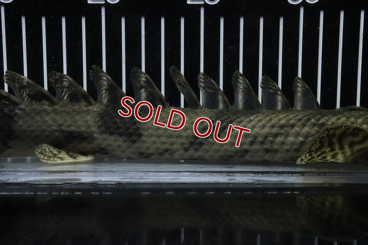 画像3: 【淡水魚】【通販】No6 オス ポリプテルス エンドリケリー YEWA産 ワイルド【個体販売】(±34cm)(大型魚)(生体)(熱帯魚)NKO (3)