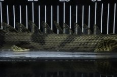 画像3: 【淡水魚】【通販】No6 オス ポリプテルス エンドリケリー YEWA産 ワイルド【個体販売】(±34cm)(大型魚)(生体)(熱帯魚)NKO (3)