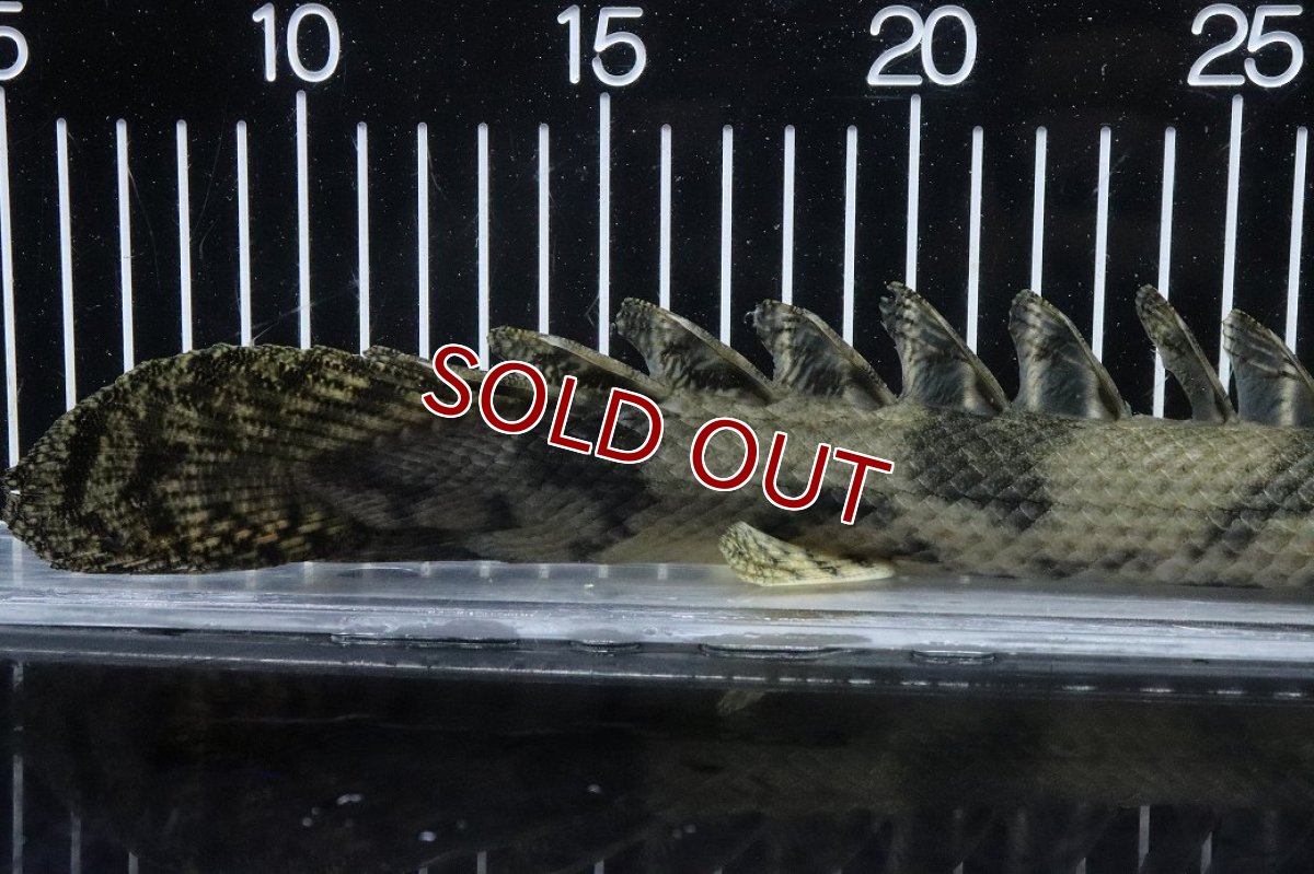 画像4: 【淡水魚】【通販】No6 オス ポリプテルス エンドリケリー YEWA産 ワイルド【個体販売】(±34cm)(大型魚)(生体)(熱帯魚)NKO (4)