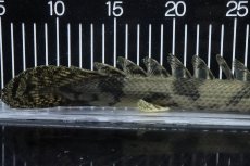 画像4: 【淡水魚】【通販】No6 オス ポリプテルス エンドリケリー YEWA産 ワイルド【個体販売】(±34cm)(大型魚)(生体)(熱帯魚)NKO (4)