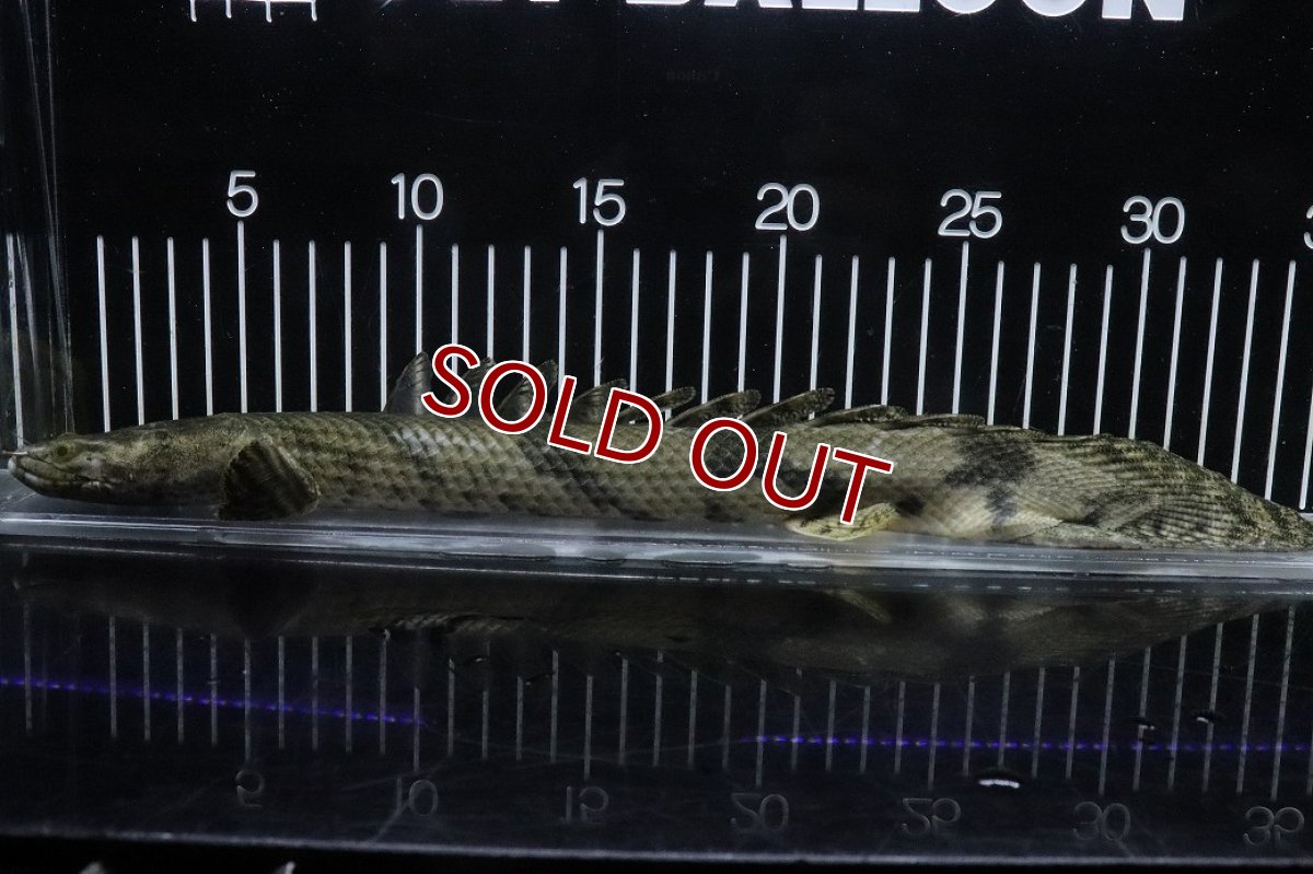 画像5: 【淡水魚】【通販】No6 オス ポリプテルス エンドリケリー YEWA産 ワイルド【個体販売】(±34cm)(大型魚)(生体)(熱帯魚)NKO (5)