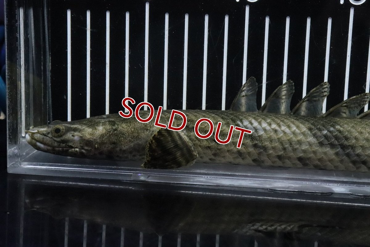 画像6: 【淡水魚】【通販】No6 オス ポリプテルス エンドリケリー YEWA産 ワイルド【個体販売】(±34cm)(大型魚)(生体)(熱帯魚)NKO (6)