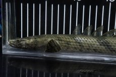 画像6: 【淡水魚】【通販】No6 オス ポリプテルス エンドリケリー YEWA産 ワイルド【個体販売】(±34cm)(大型魚)(生体)(熱帯魚)NKO (6)