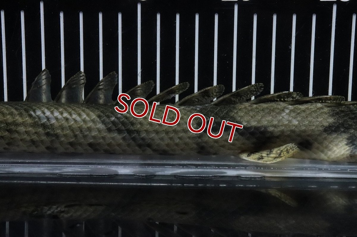 画像7: 【淡水魚】【通販】No6 オス ポリプテルス エンドリケリー YEWA産 ワイルド【個体販売】(±34cm)(大型魚)(生体)(熱帯魚)NKO (7)