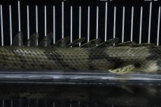 画像7: 【淡水魚】【通販】No6 オス ポリプテルス エンドリケリー YEWA産 ワイルド【個体販売】(±34cm)(大型魚)(生体)(熱帯魚)NKO (7)