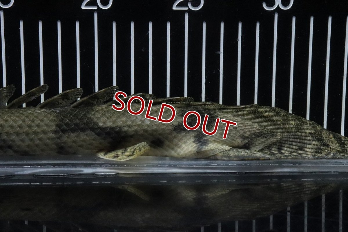 画像8: 【淡水魚】【通販】No6 オス ポリプテルス エンドリケリー YEWA産 ワイルド【個体販売】(±34cm)(大型魚)(生体)(熱帯魚)NKO (8)