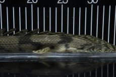 画像8: 【淡水魚】【通販】No6 オス ポリプテルス エンドリケリー YEWA産 ワイルド【個体販売】(±34cm)(大型魚)(生体)(熱帯魚)NKO (8)