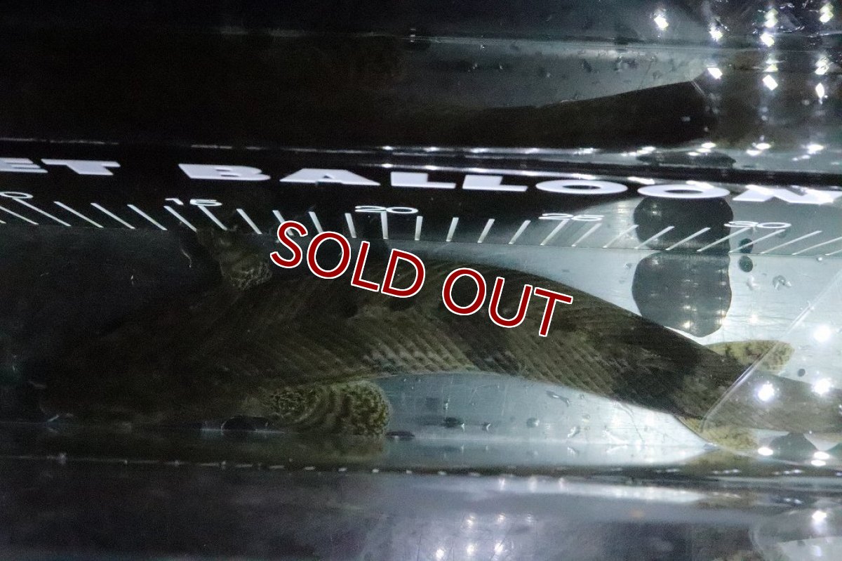 画像9: 【淡水魚】【通販】No6 オス ポリプテルス エンドリケリー YEWA産 ワイルド【個体販売】(±34cm)(大型魚)(生体)(熱帯魚)NKO (9)
