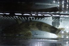 画像9: 【淡水魚】【通販】No6 オス ポリプテルス エンドリケリー YEWA産 ワイルド【個体販売】(±34cm)(大型魚)(生体)(熱帯魚)NKO (9)