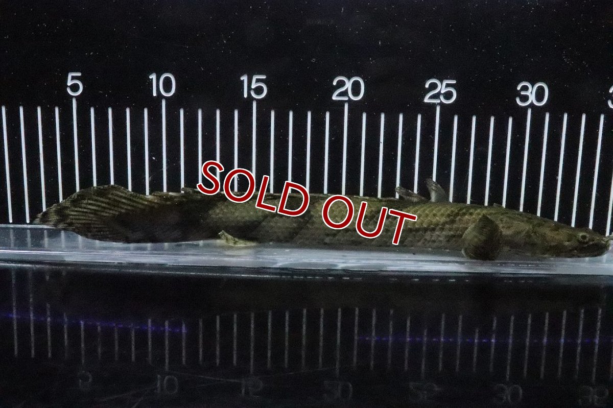 画像1: 【淡水魚】【通販】No7 メス ポリプテルス エンドリケリー YEWA産 ワイルド【個体販売】(±30cm)(大型魚)(生体)(熱帯魚)NKO (1)