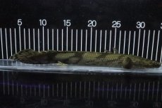 画像1: 【淡水魚】【通販】No7 メス ポリプテルス エンドリケリー YEWA産 ワイルド【個体販売】(±30cm)(大型魚)(生体)(熱帯魚)NKO (1)
