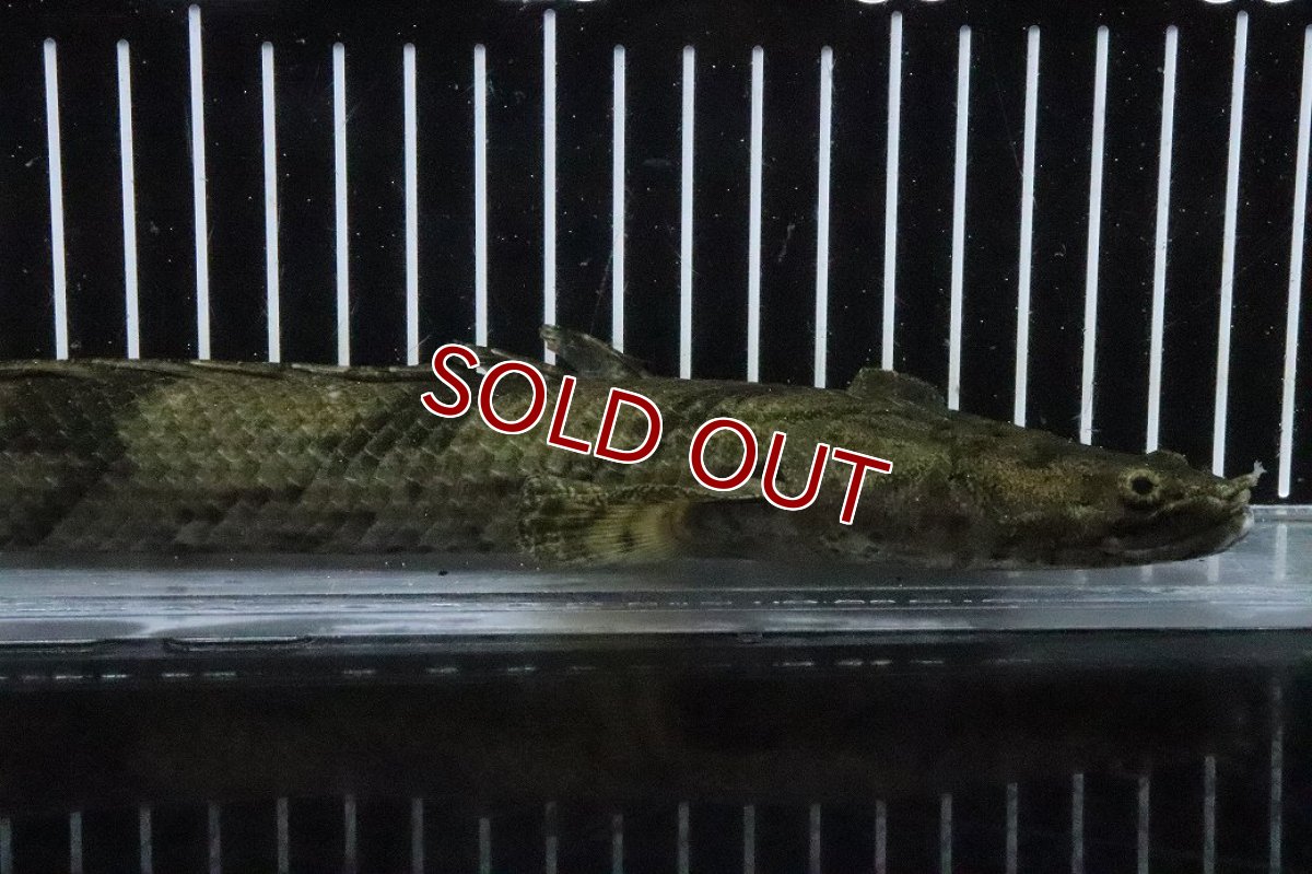 画像2: 【淡水魚】【通販】No7 メス ポリプテルス エンドリケリー YEWA産 ワイルド【個体販売】(±30cm)(大型魚)(生体)(熱帯魚)NKO (2)