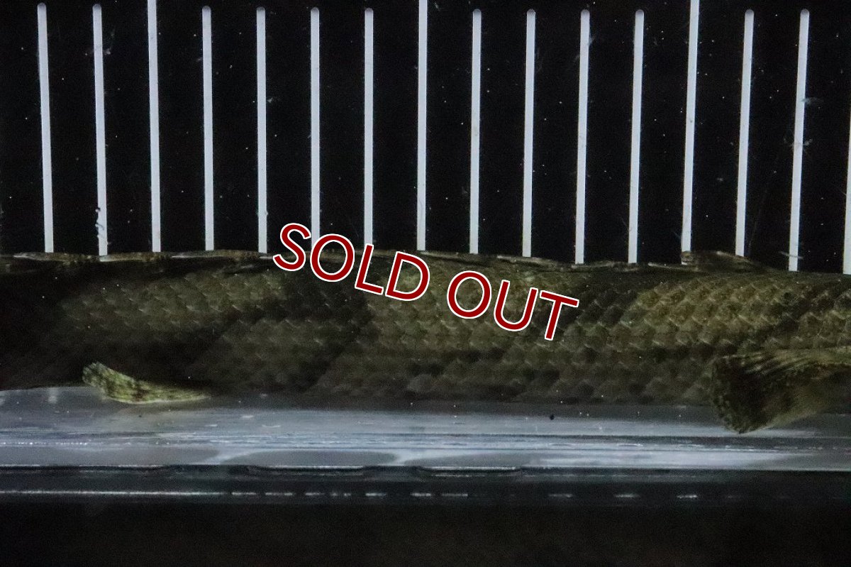 画像3: 【淡水魚】【通販】No7 メス ポリプテルス エンドリケリー YEWA産 ワイルド【個体販売】(±30cm)(大型魚)(生体)(熱帯魚)NKO (3)