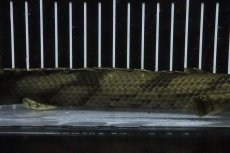 画像3: 【淡水魚】【通販】No7 メス ポリプテルス エンドリケリー YEWA産 ワイルド【個体販売】(±30cm)(大型魚)(生体)(熱帯魚)NKO (3)