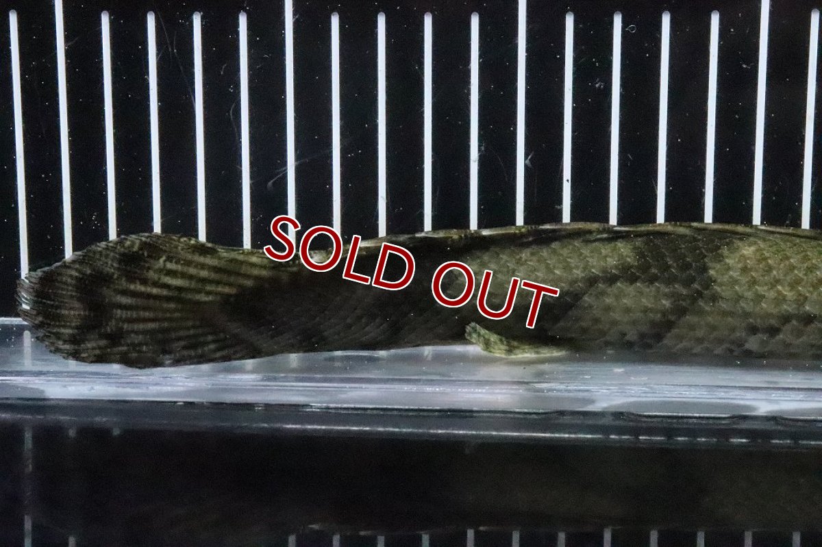 画像4: 【淡水魚】【通販】No7 メス ポリプテルス エンドリケリー YEWA産 ワイルド【個体販売】(±30cm)(大型魚)(生体)(熱帯魚)NKO (4)