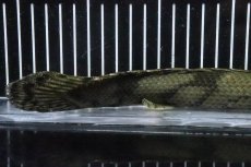 画像4: 【淡水魚】【通販】No7 メス ポリプテルス エンドリケリー YEWA産 ワイルド【個体販売】(±30cm)(大型魚)(生体)(熱帯魚)NKO (4)