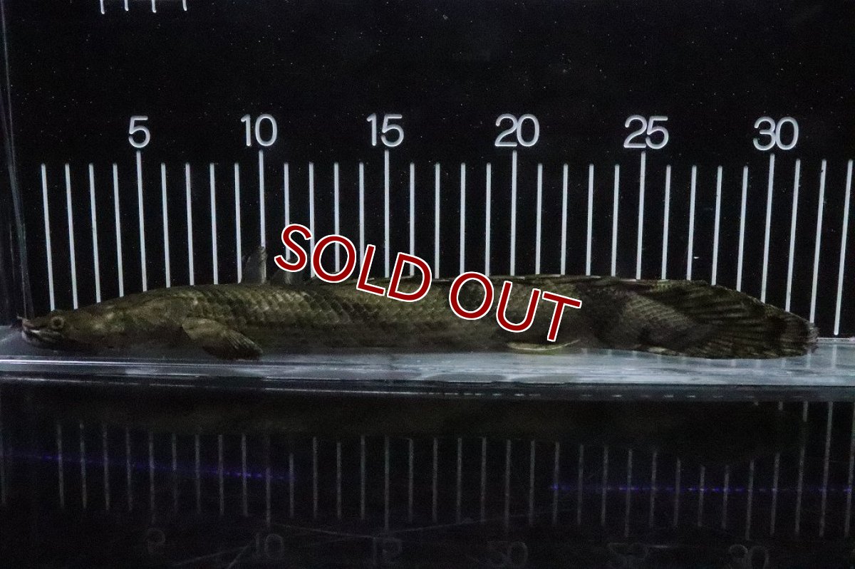 画像5: 【淡水魚】【通販】No7 メス ポリプテルス エンドリケリー YEWA産 ワイルド【個体販売】(±30cm)(大型魚)(生体)(熱帯魚)NKO (5)