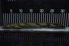 画像5: 【淡水魚】【通販】No7 メス ポリプテルス エンドリケリー YEWA産 ワイルド【個体販売】(±30cm)(大型魚)(生体)(熱帯魚)NKO (5)