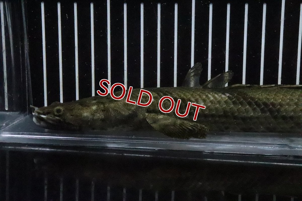 画像6: 【淡水魚】【通販】No7 メス ポリプテルス エンドリケリー YEWA産 ワイルド【個体販売】(±30cm)(大型魚)(生体)(熱帯魚)NKO (6)