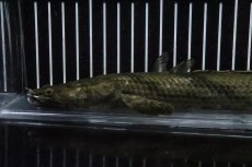 画像6: 【淡水魚】【通販】No7 メス ポリプテルス エンドリケリー YEWA産 ワイルド【個体販売】(±30cm)(大型魚)(生体)(熱帯魚)NKO (6)