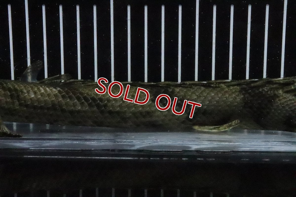 画像7: 【淡水魚】【通販】No7 メス ポリプテルス エンドリケリー YEWA産 ワイルド【個体販売】(±30cm)(大型魚)(生体)(熱帯魚)NKO (7)