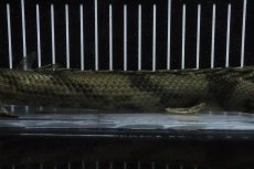 画像7: 【淡水魚】【通販】No7 メス ポリプテルス エンドリケリー YEWA産 ワイルド【個体販売】(±30cm)(大型魚)(生体)(熱帯魚)NKO (7)