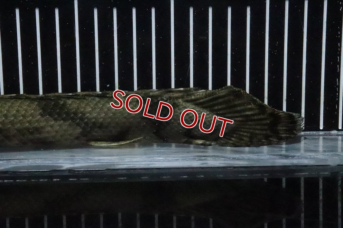 画像8: 【淡水魚】【通販】No7 メス ポリプテルス エンドリケリー YEWA産 ワイルド【個体販売】(±30cm)(大型魚)(生体)(熱帯魚)NKO (8)