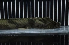 画像8: 【淡水魚】【通販】No7 メス ポリプテルス エンドリケリー YEWA産 ワイルド【個体販売】(±30cm)(大型魚)(生体)(熱帯魚)NKO (8)