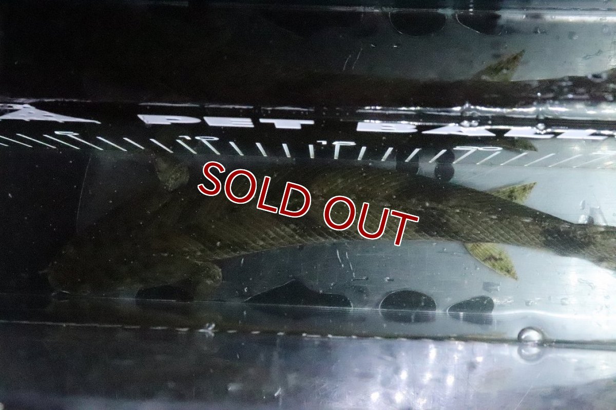 画像9: 【淡水魚】【通販】No7 メス ポリプテルス エンドリケリー YEWA産 ワイルド【個体販売】(±30cm)(大型魚)(生体)(熱帯魚)NKO (9)