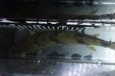 画像9: 【淡水魚】【通販】No7 メス ポリプテルス エンドリケリー YEWA産 ワイルド【個体販売】(±30cm)(大型魚)(生体)(熱帯魚)NKO (9)