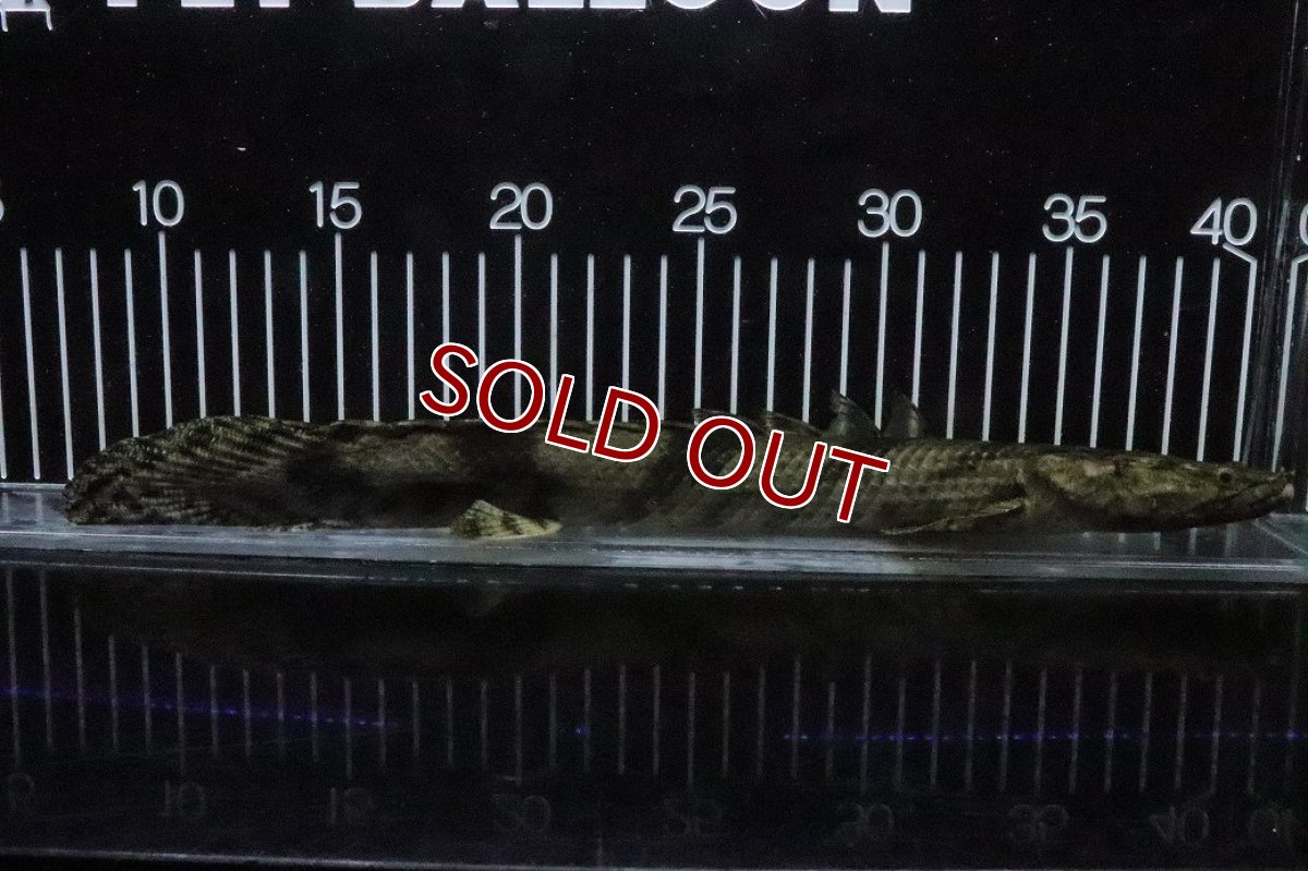 画像1: 【淡水魚】【通販】No8 メス ポリプテルス エンドリケリー YEWA産 ワイルド【個体販売】(±29cm)(大型魚)(生体)(熱帯魚)NKO (1)