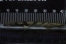 画像1: 【淡水魚】【通販】No8 メス ポリプテルス エンドリケリー YEWA産 ワイルド【個体販売】(±29cm)(大型魚)(生体)(熱帯魚)NKO (1)